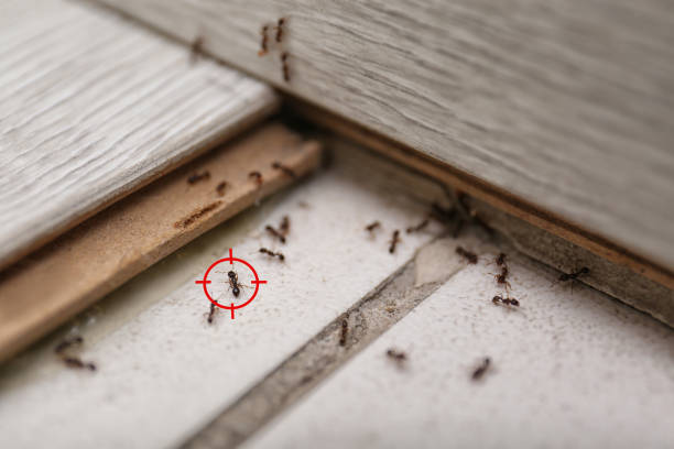 Flea Control Services in Jewett City, CT