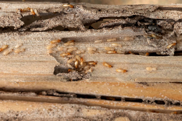 Best Best Pest Control Companies  in Jewett City, CT