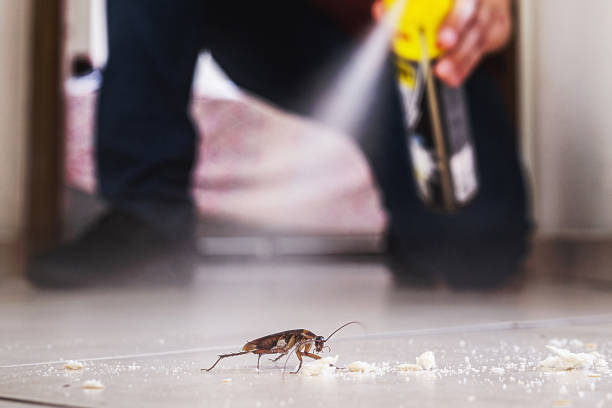 Best Wasp Removal Services  in Jewett City, CT