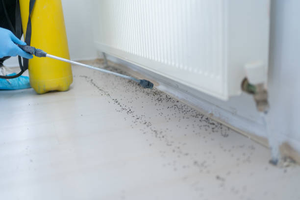 Best Affordable Pest Control Services  in Jewett City, CT