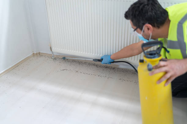 Best Ant Control Services  in Jewett City, CT